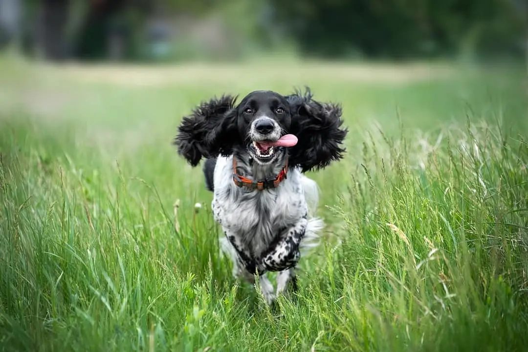 Field Spaniel