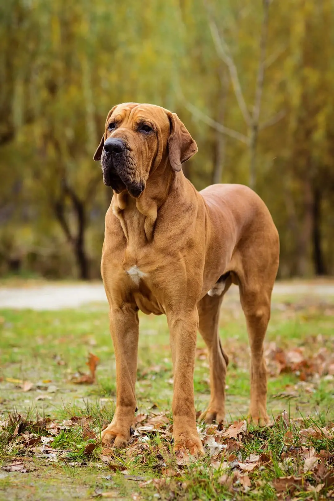 Fila Brasileiro dog breed