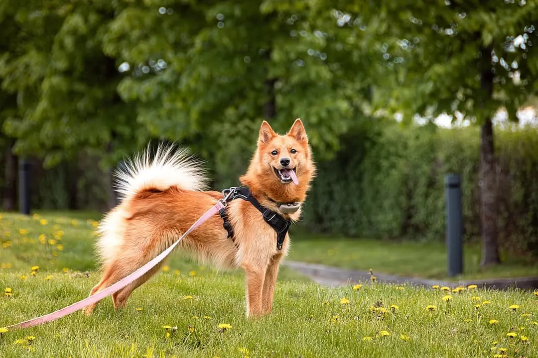 Finse Spits with family