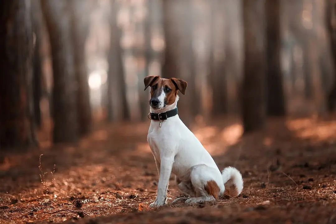 Foxterrier (glad en draadharig) with family