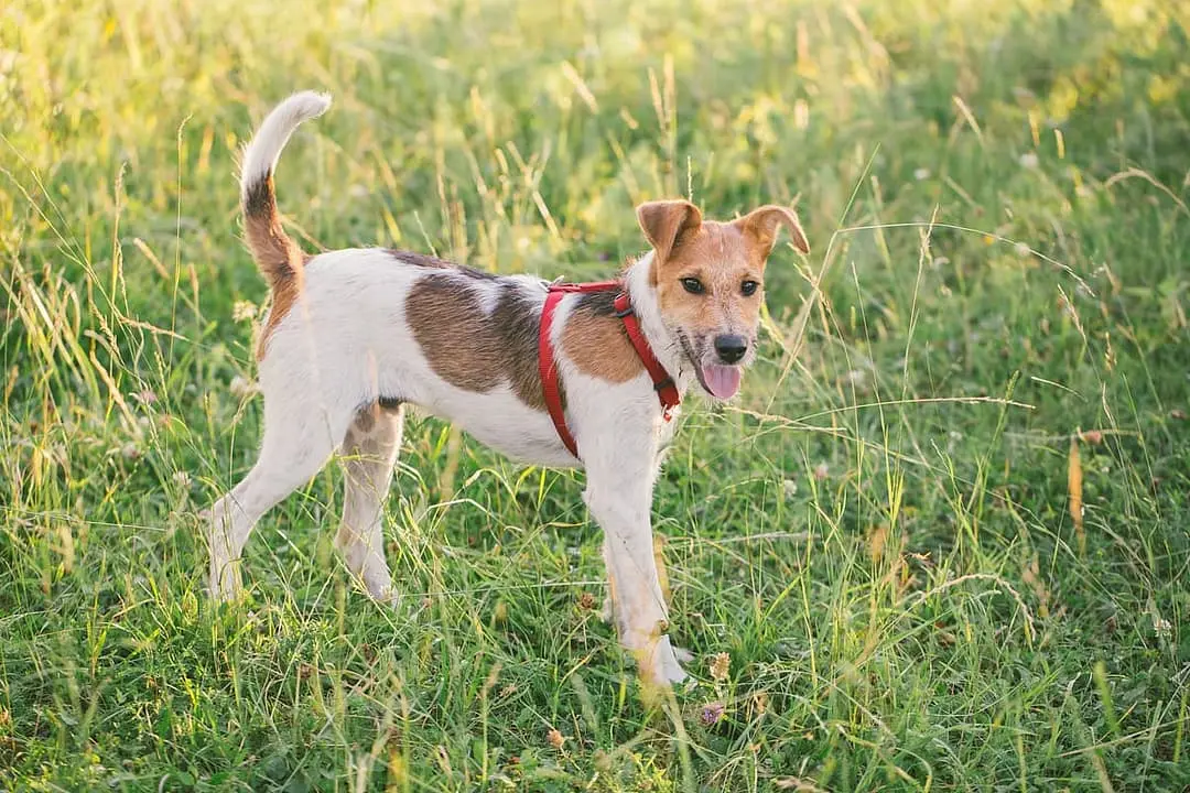 Foxterrier (glad en draadharig)