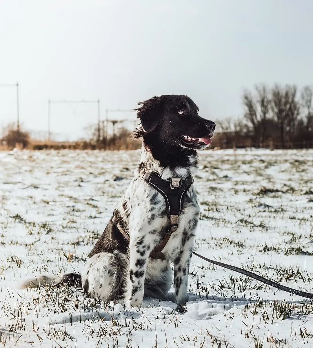 Friese Stabij playing