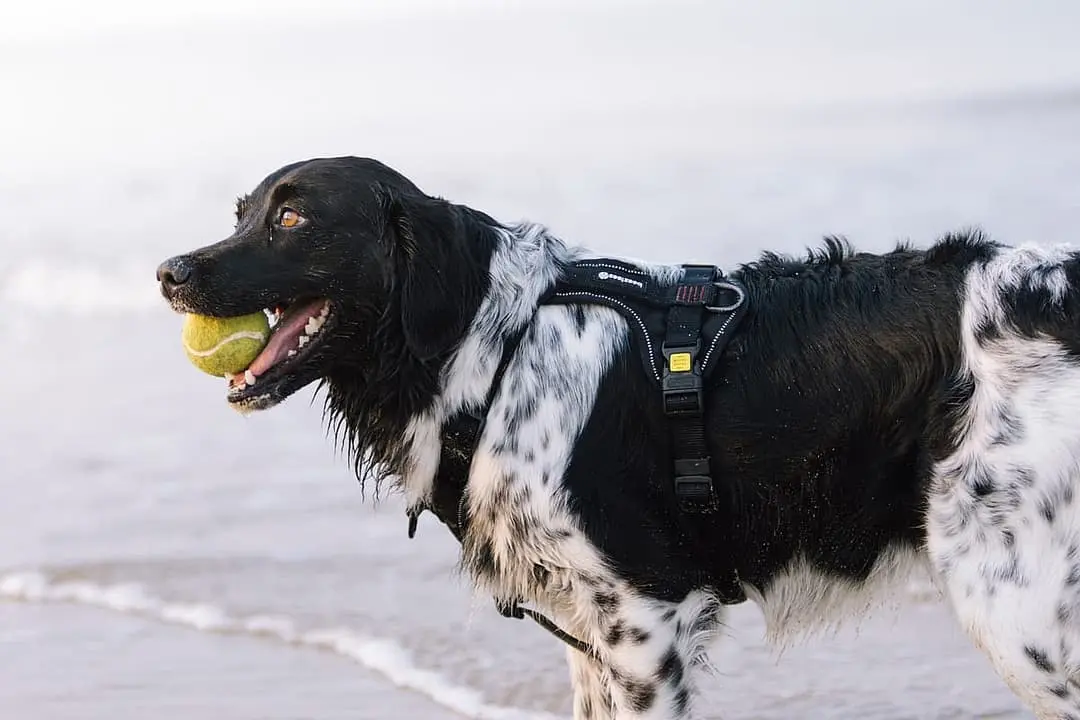 Friese stabij (Stabyhound) playing