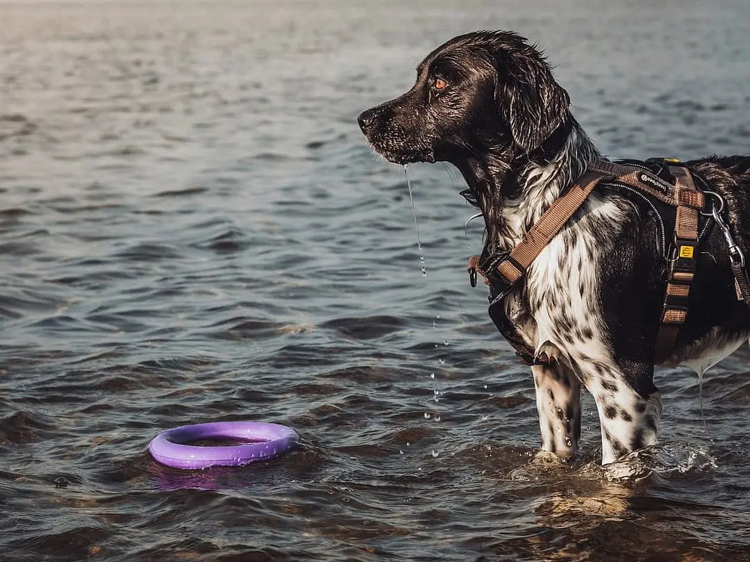 Friese stabij (Stabyhound) with family