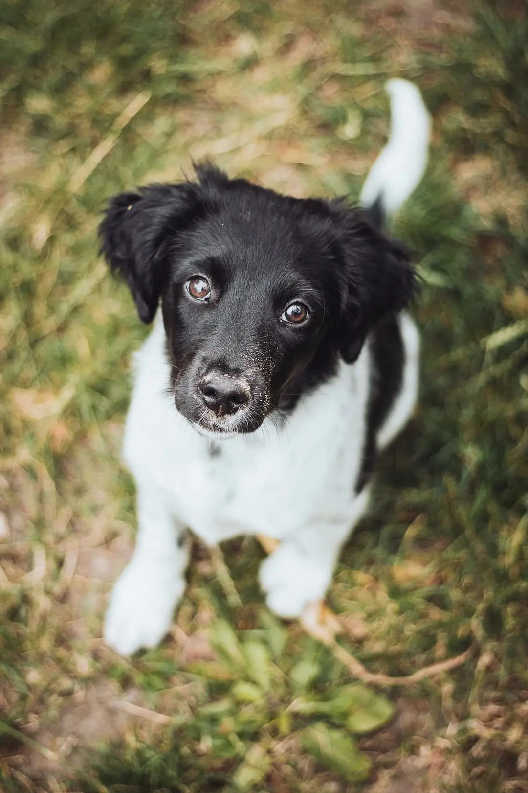 Friese stabij (Stabyhound)