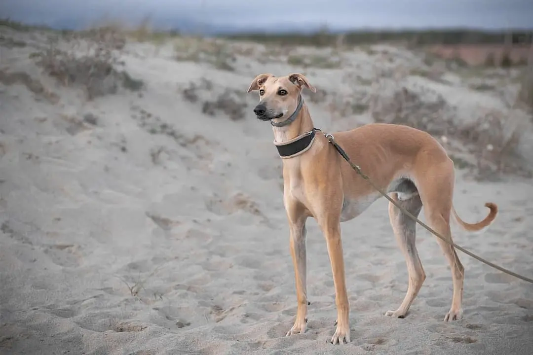 Galgo Espanol playing