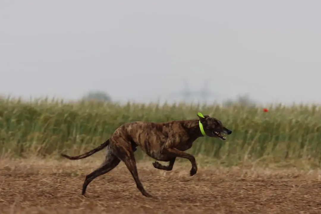 Galgo Espanol with family