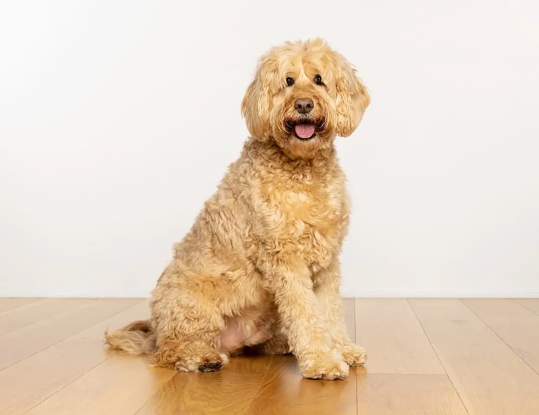 Golden Doodle breed