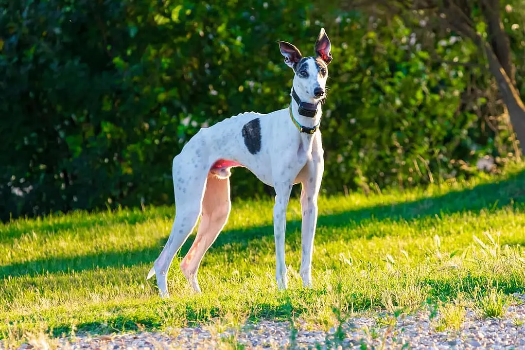 Greyhound dog breed