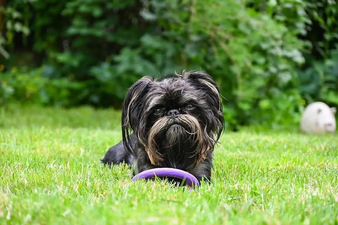 Griffon Belge with family