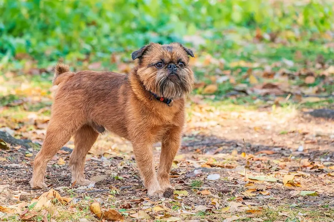 Griffon Bruxellois dog breed