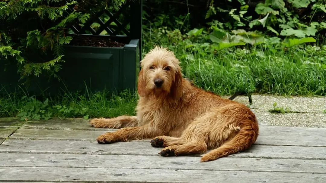 Griffon Fauve de Bretagne dog breed