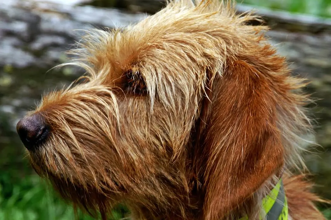 Griffon Fauve de Bretagne playing