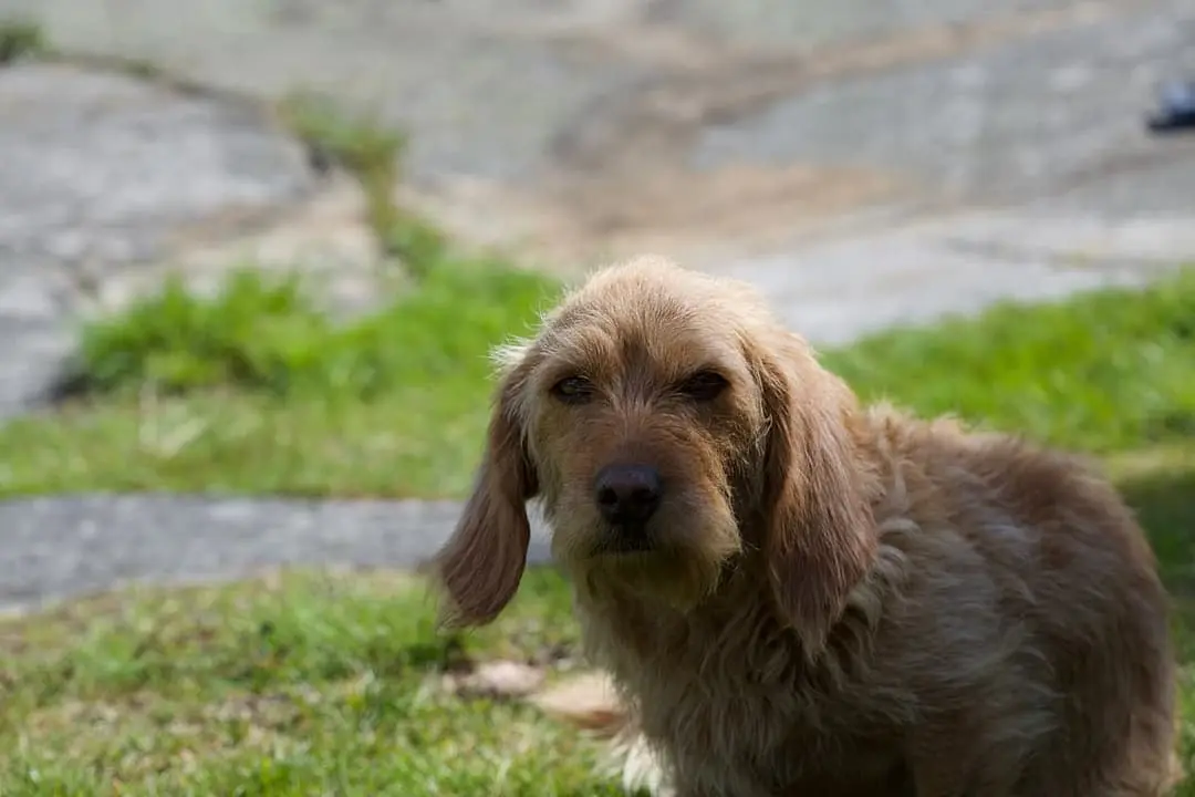 Griffon Fauve de Bretagne with family
