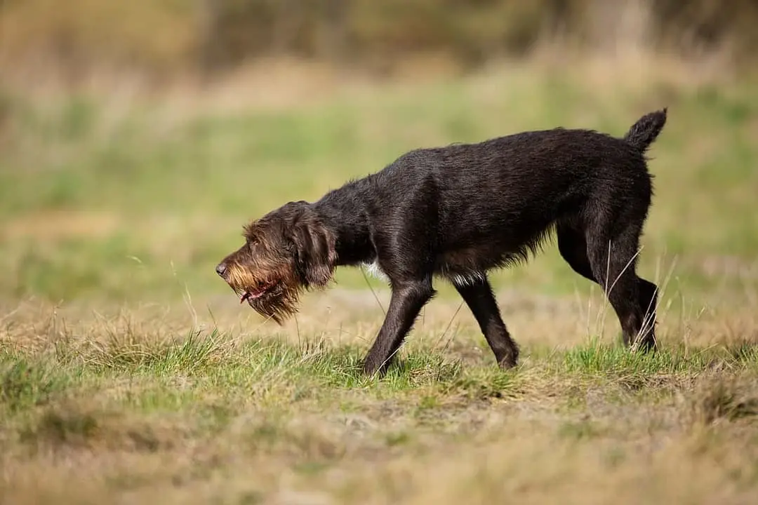 Griffon Korthals dog breed