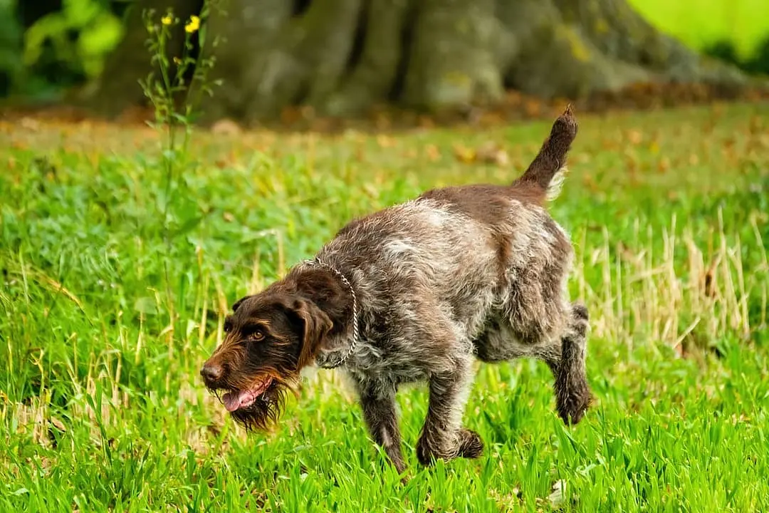 Griffon Korthals playing