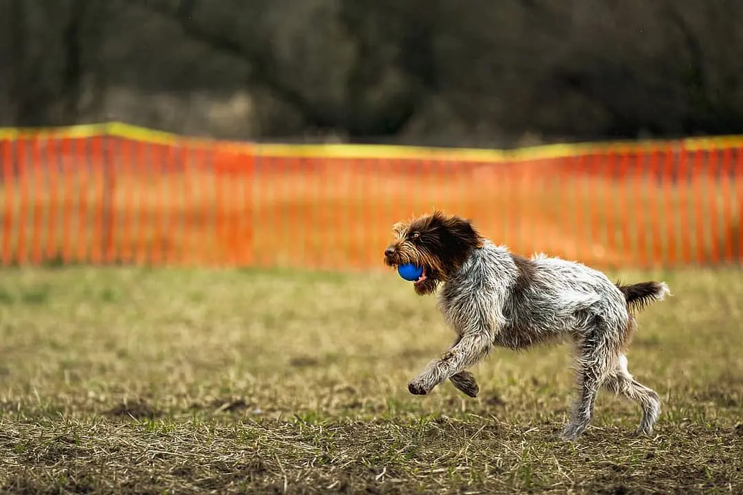 Griffon Korthals with family