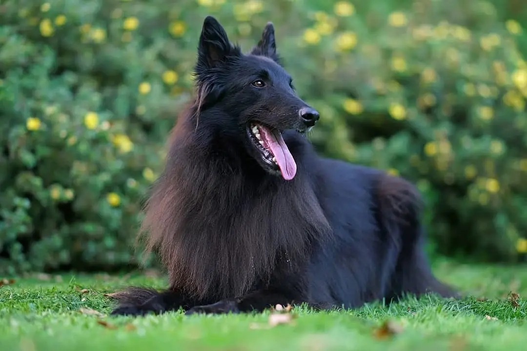 Groenendaeler dog breed