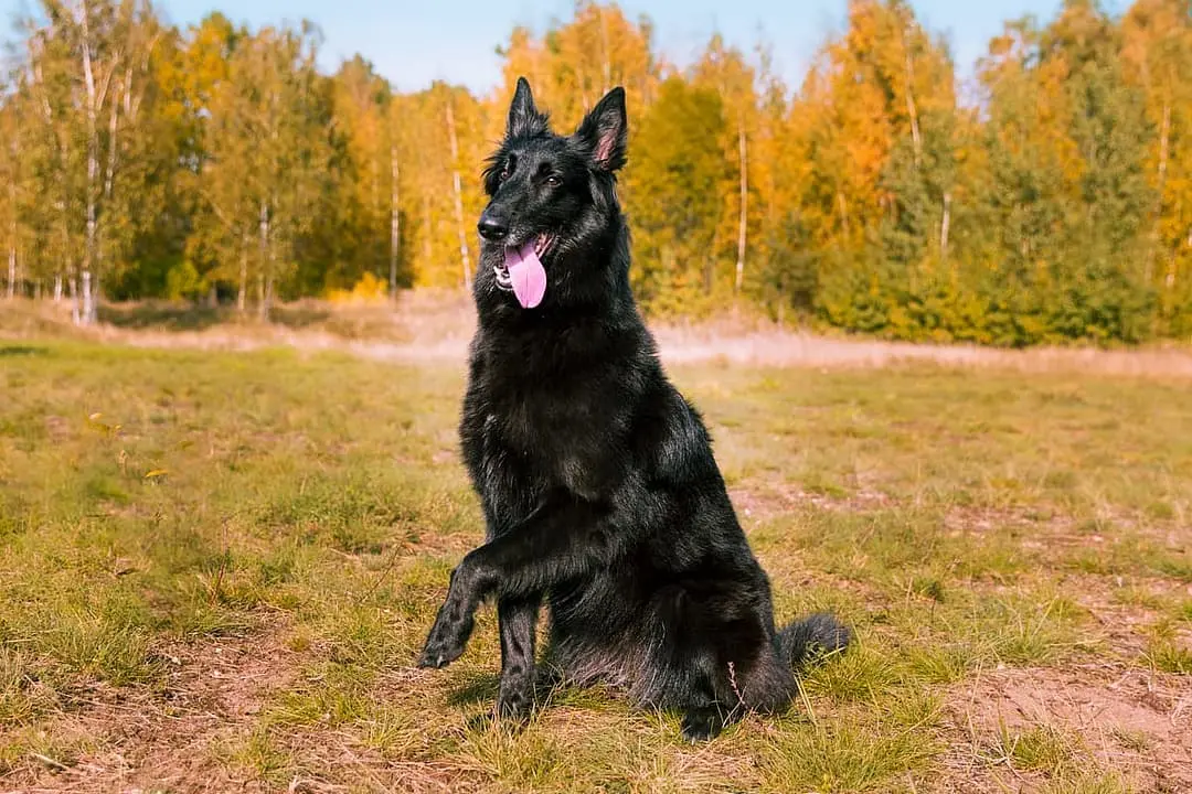 Groenendaeler with family