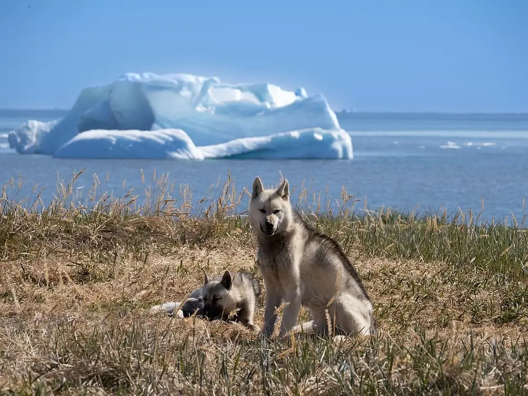 Groenlandse Hond