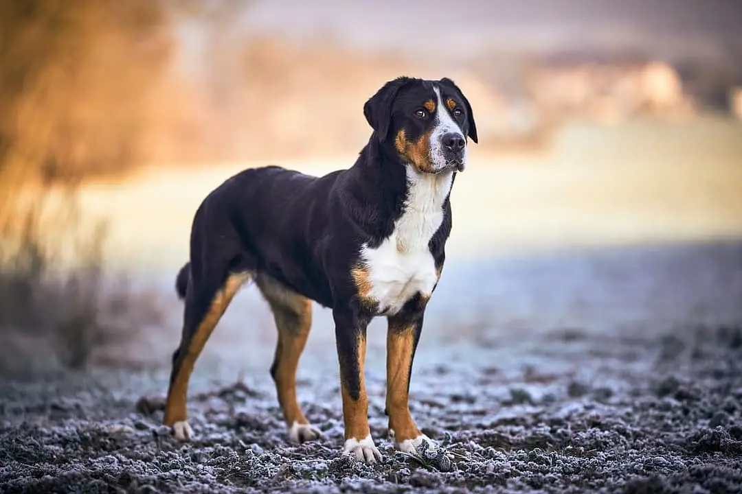 Grote Zwitserse Sennenhond dog breed