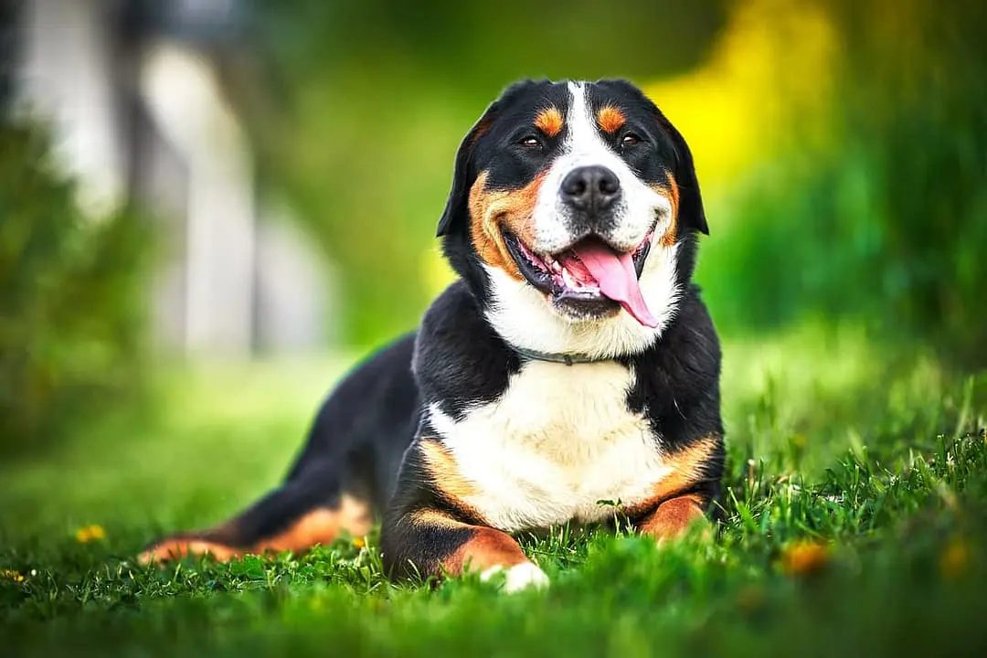 Grote Zwitserse Sennenhond