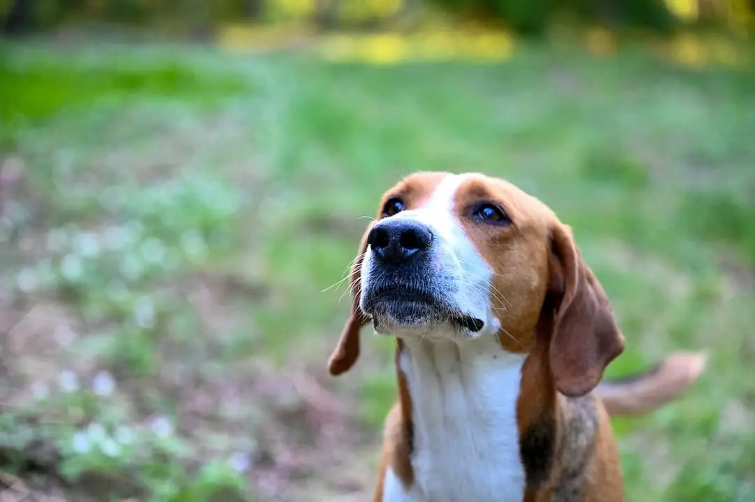 Hamiltonstovare playing