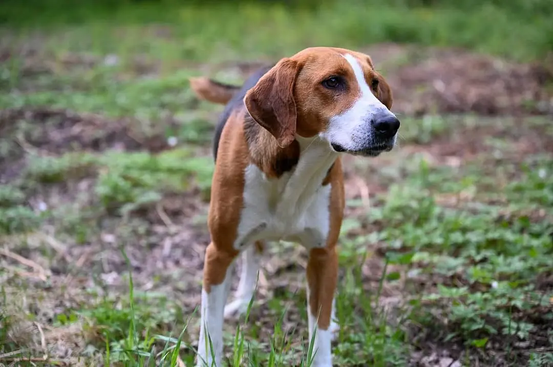 Hamiltonstovare with family