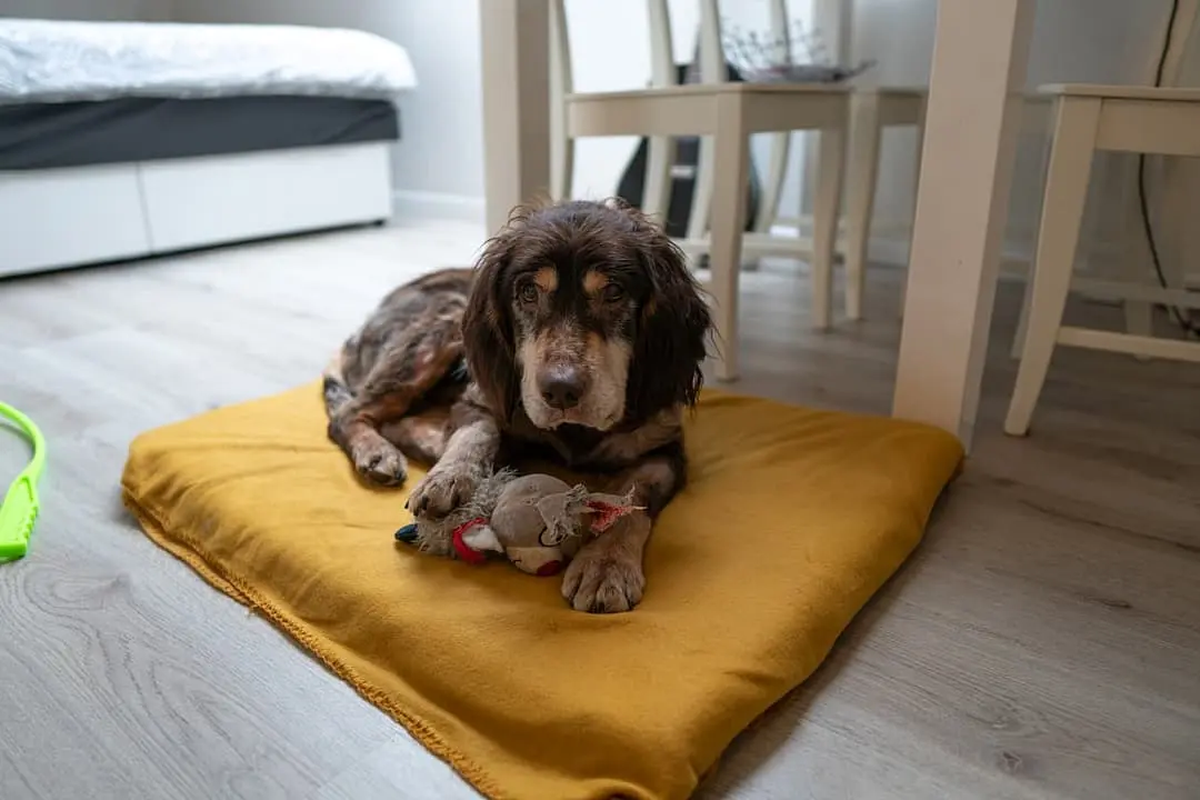 Heidewachtel with family