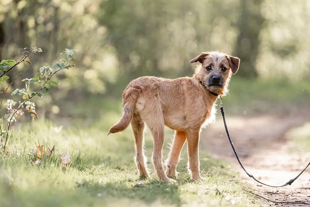 Hollandse Smoushond with family