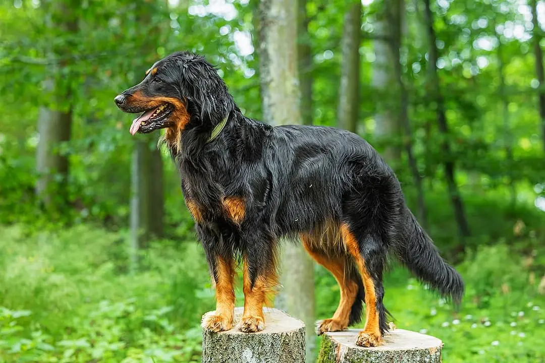 Hovawart with family