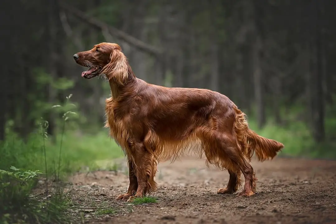 Ierse Setter dog breed