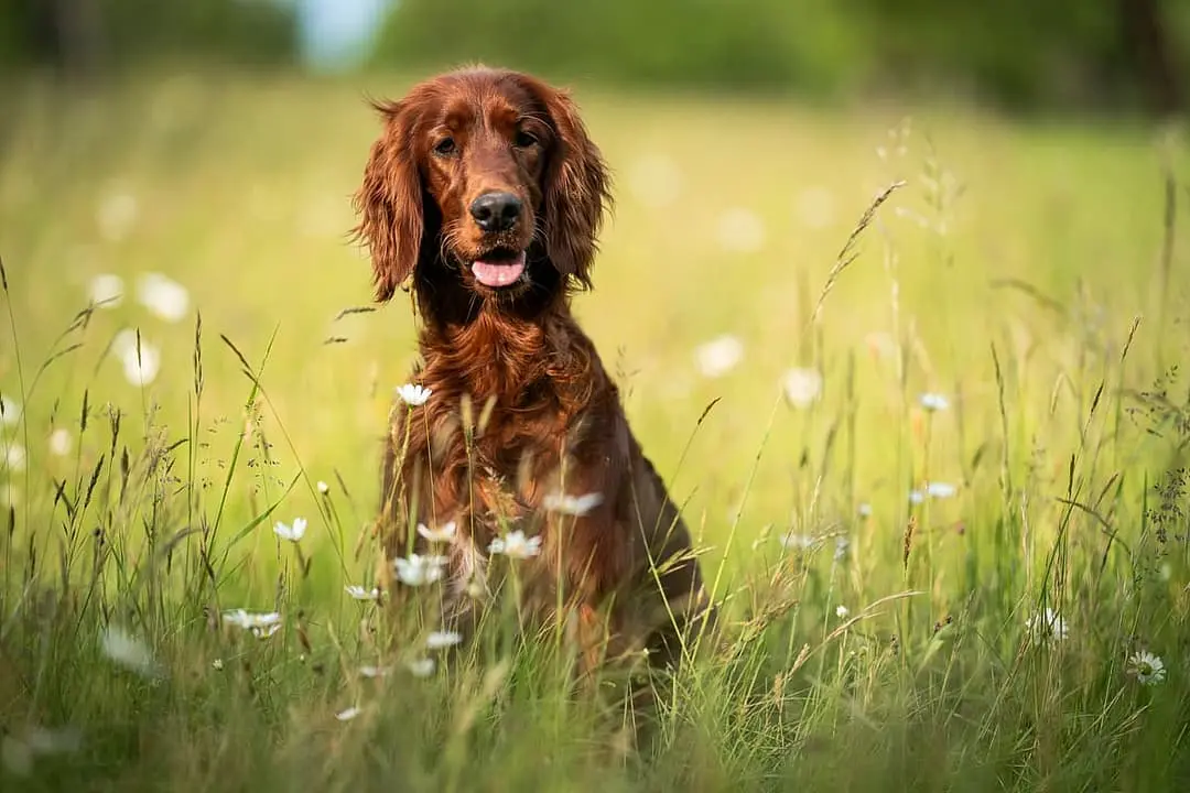 Ierse Setter with family