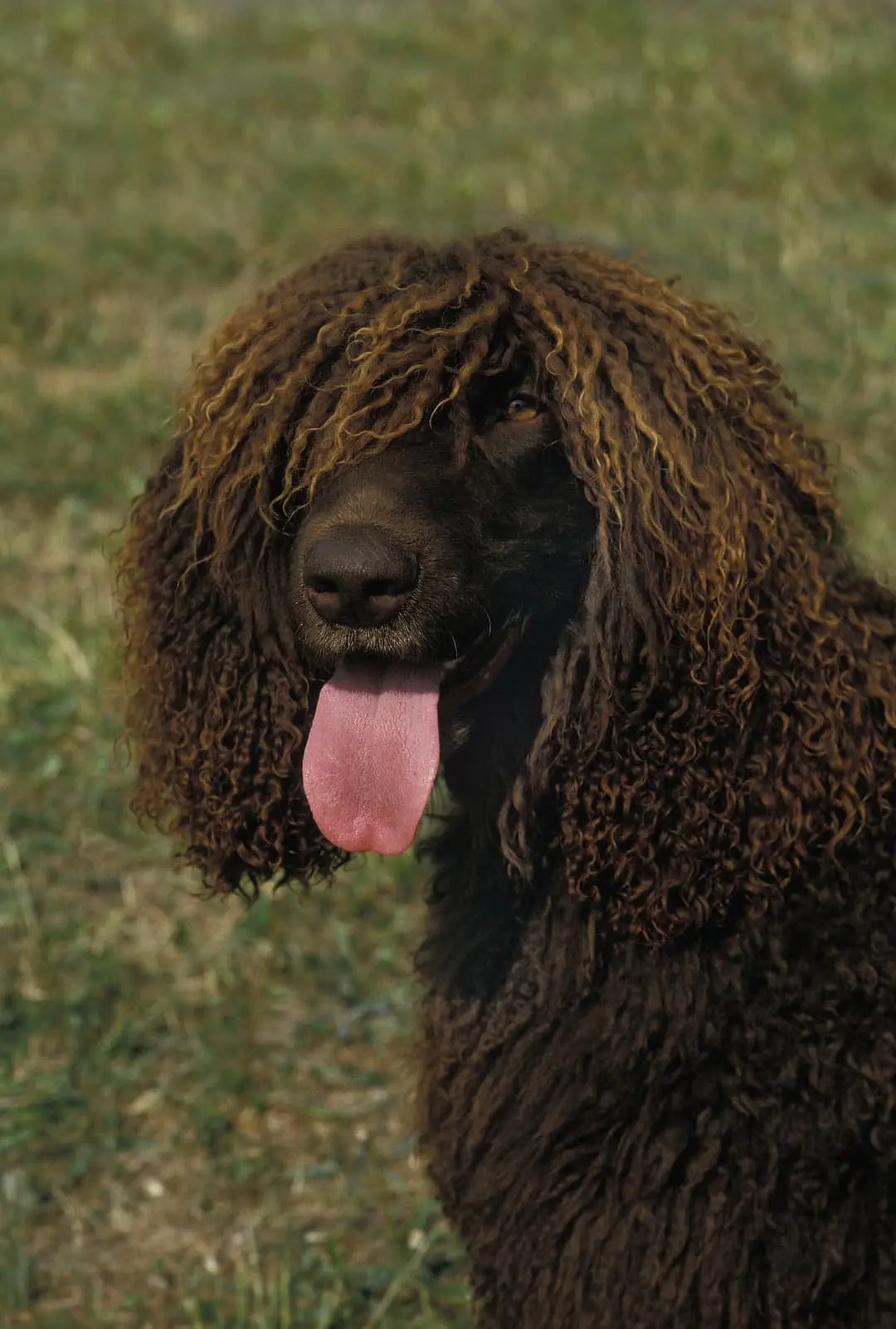 Ierse Waterspaniel