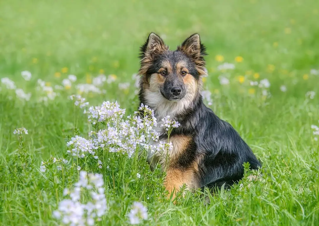IJslandse hond dog breed