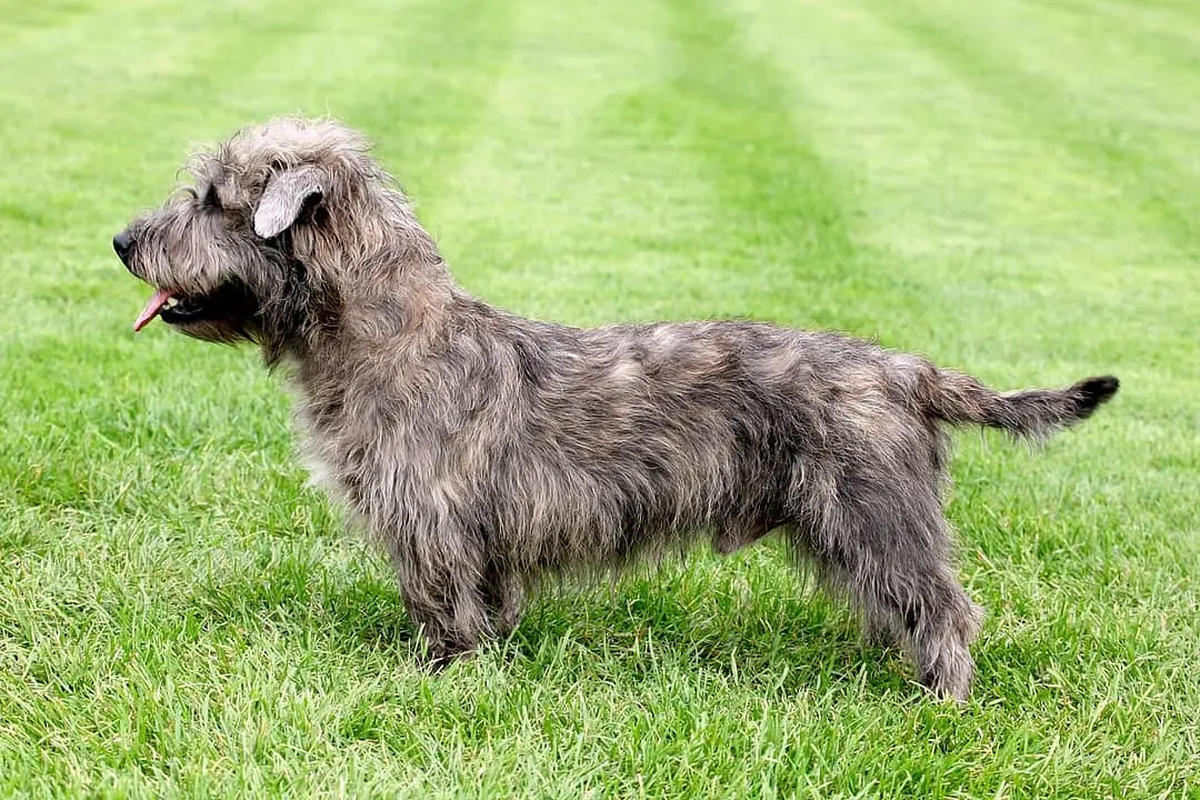 Irish Glen of Imaal Terrier dog breed
