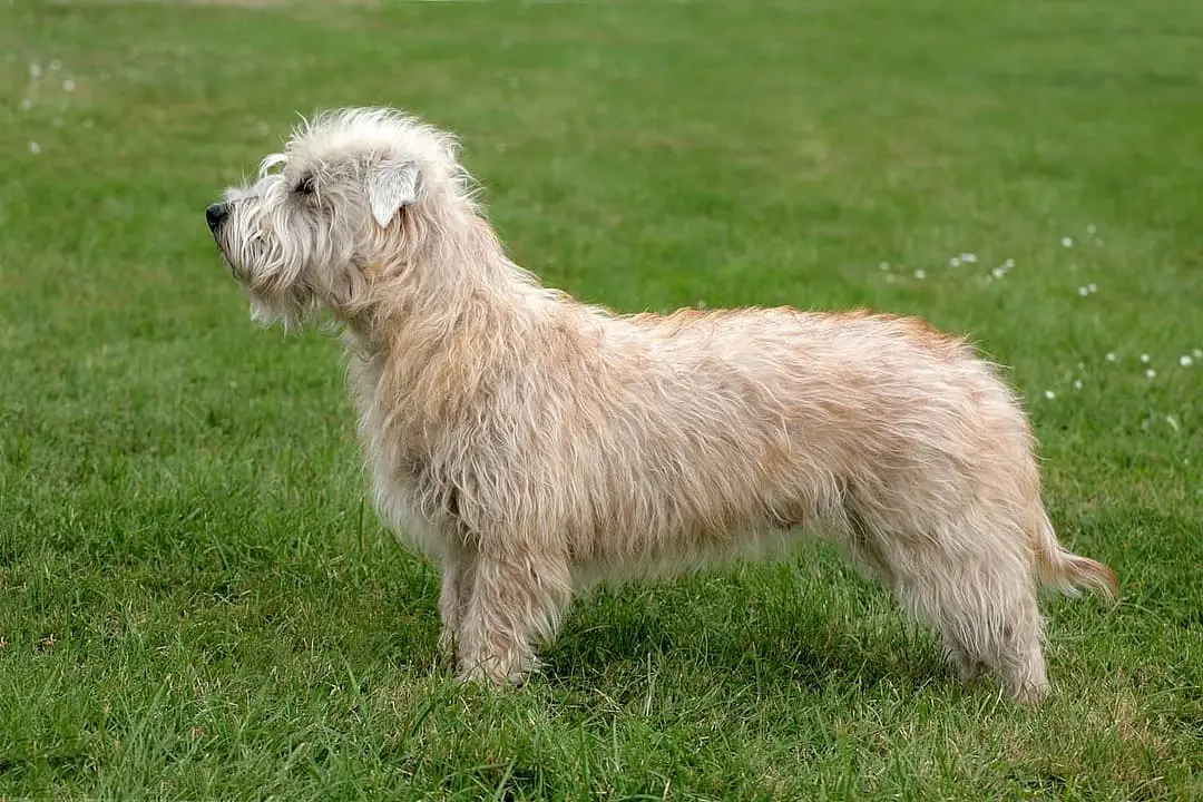 Irish Glen of Imaal Terrier playing