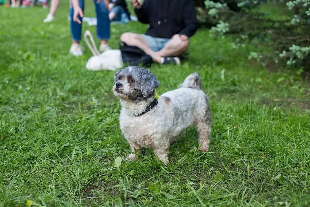 Irish Glen of Imaal Terrier with family