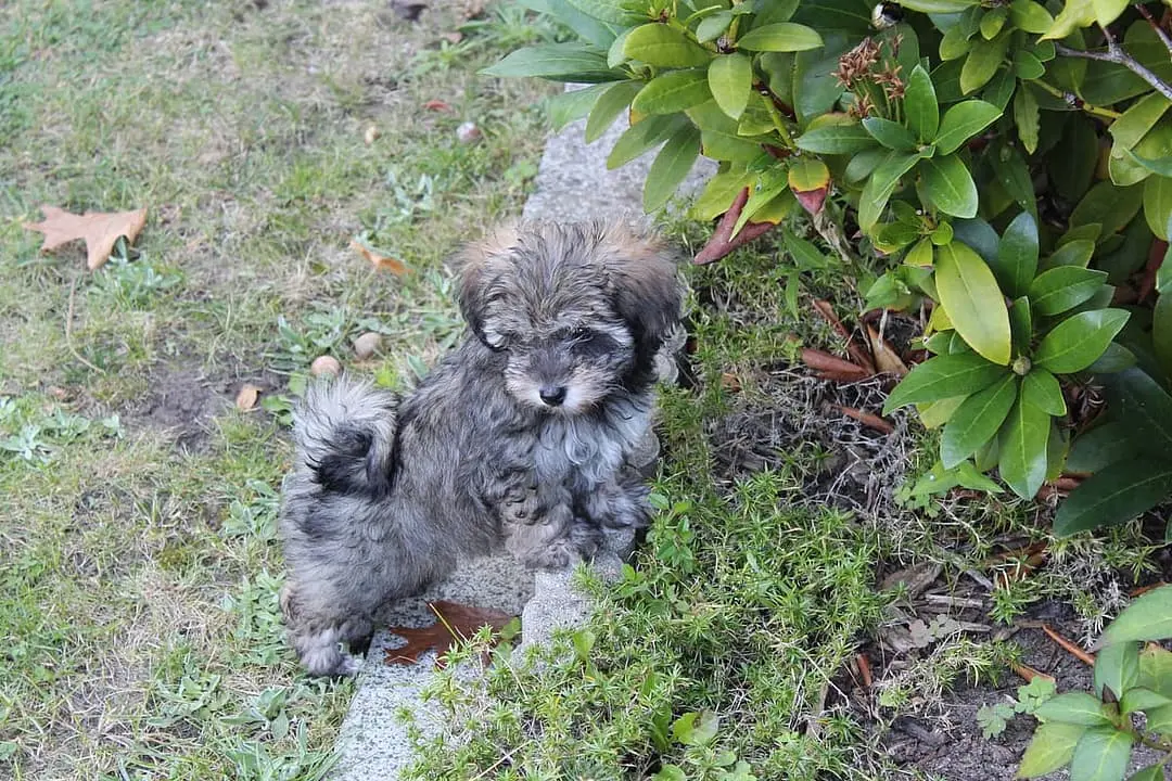 Irish Glen of Imaal Terrier