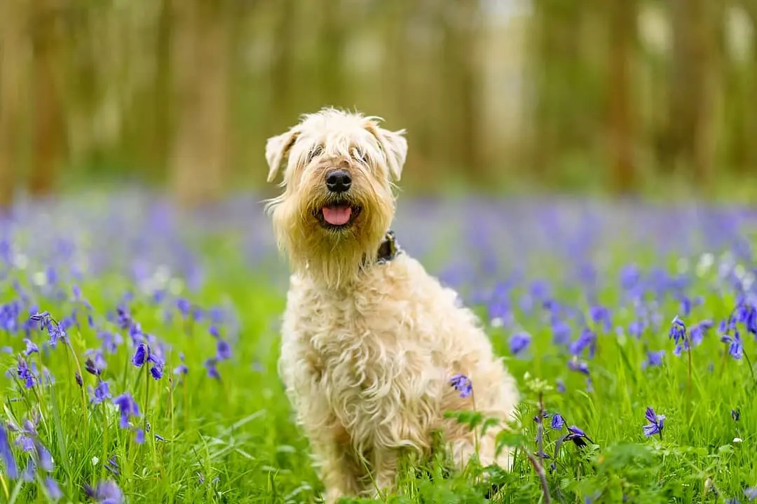 Irish Softcoated Wheaten Terrier dog breed