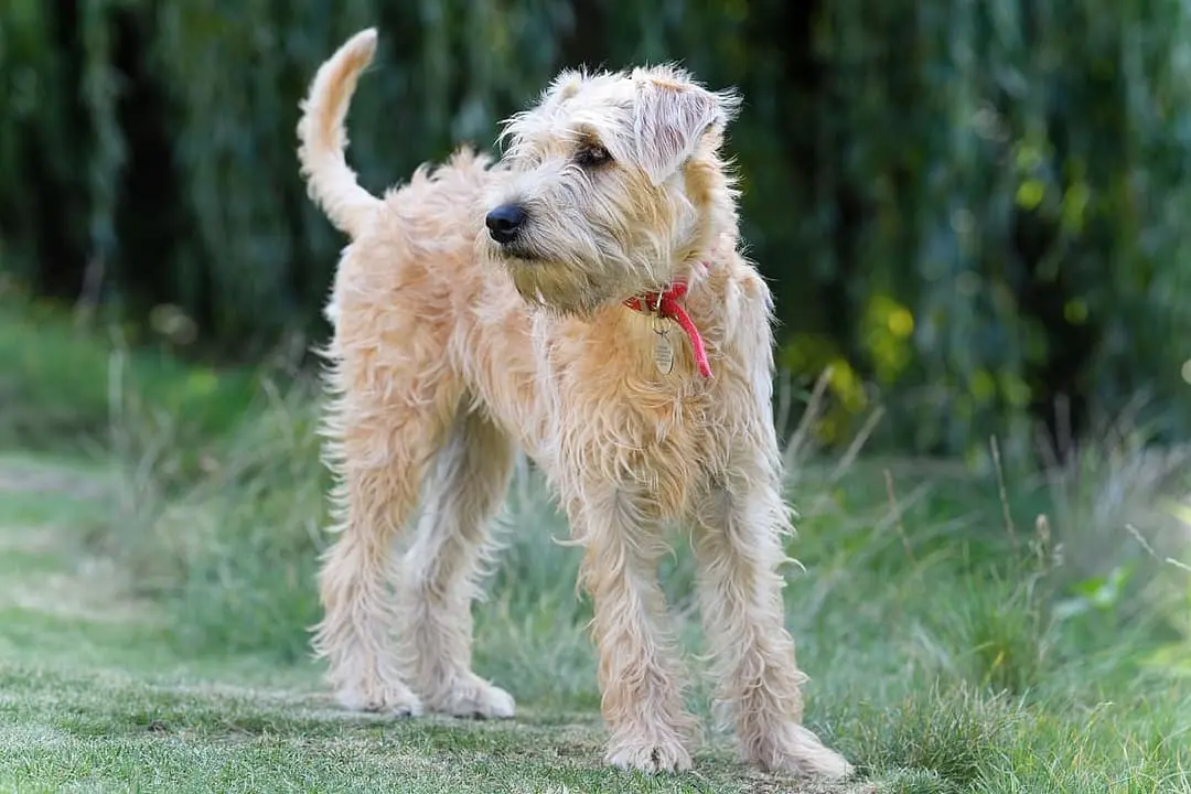 Irish Softcoated Wheaten Terrier playing