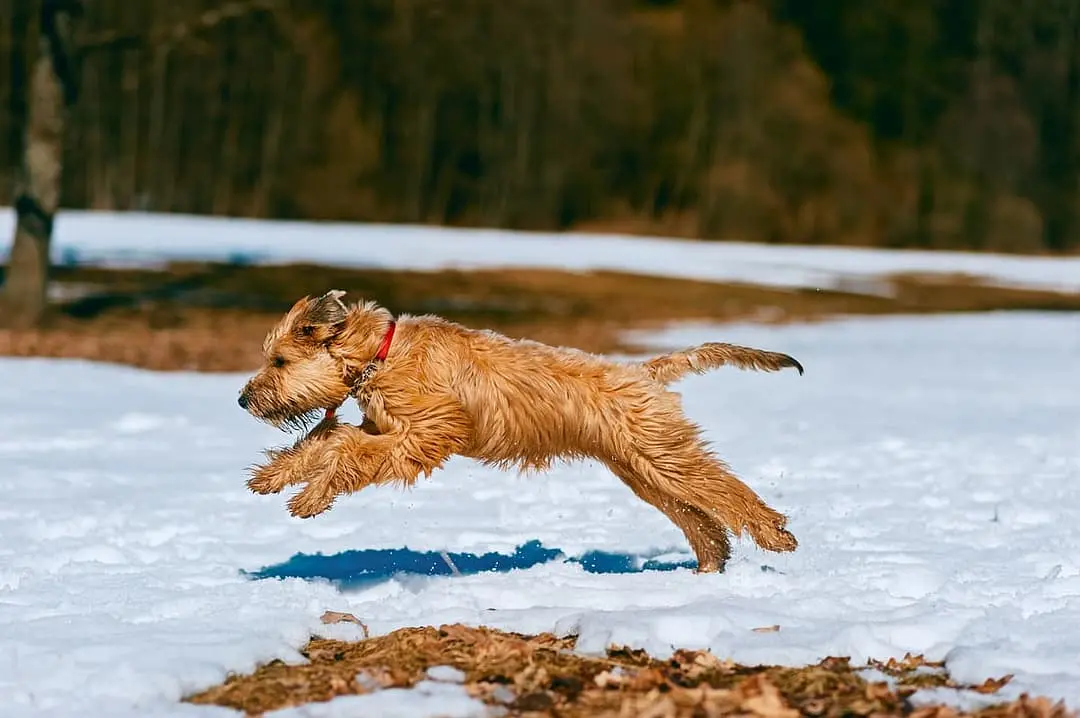 Irish Softcoated Wheaten Terrier with family