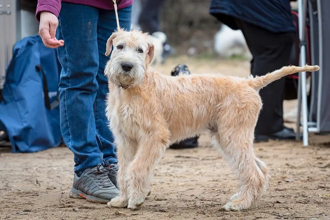 Irish Softcoated Wheaten Terrier