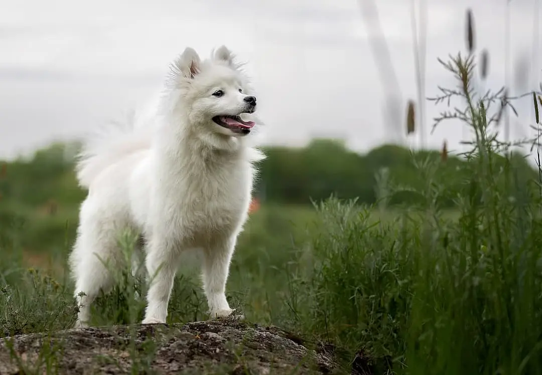 Japanse Spits playing