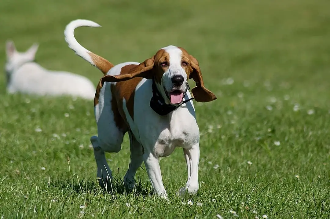 Jura Laufhund playing