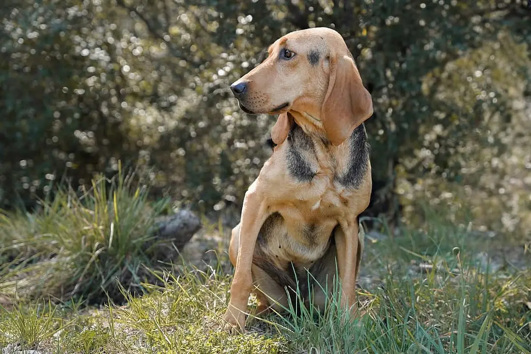 Jura Laufhund with family