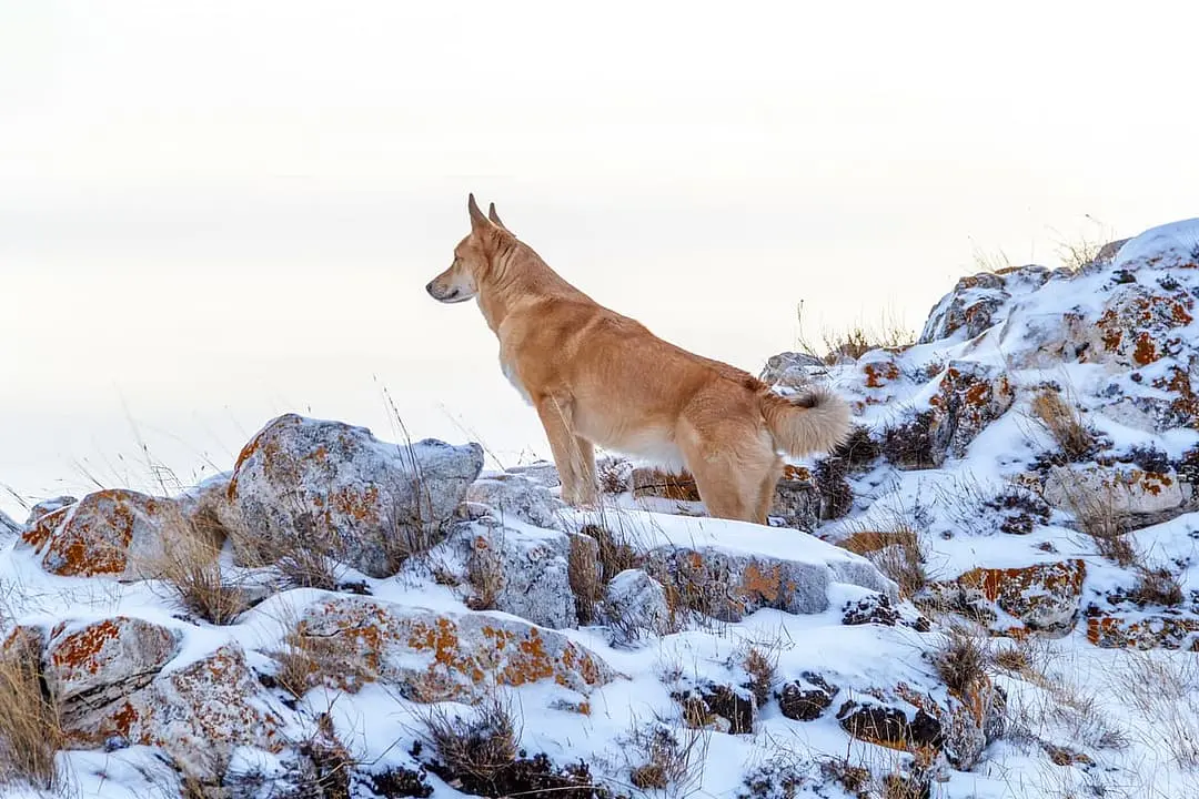 Kanaänhond playing