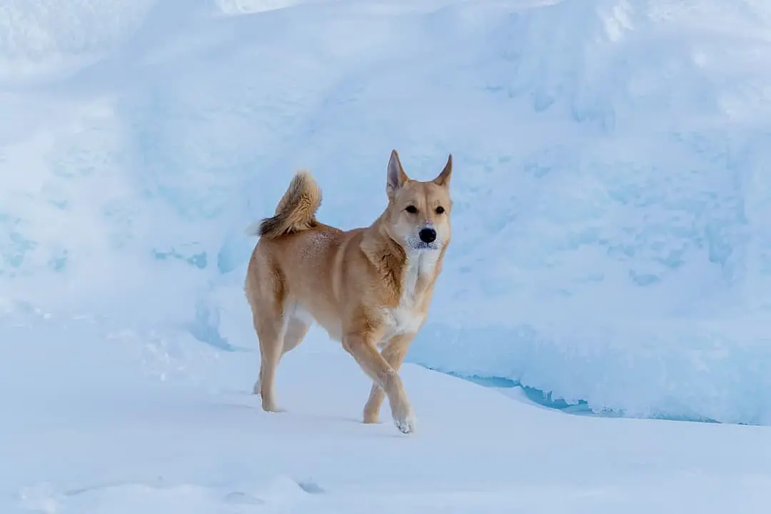 Kanaänhond with family