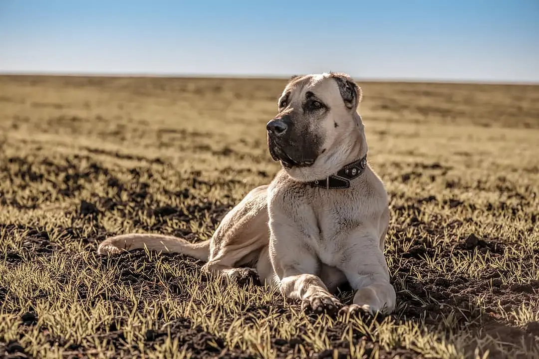 Karabash with family