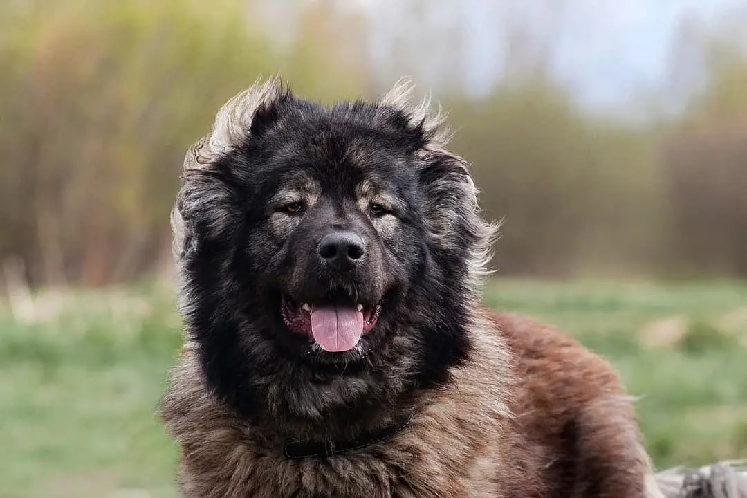 Kaukasische Ovtcharka with family